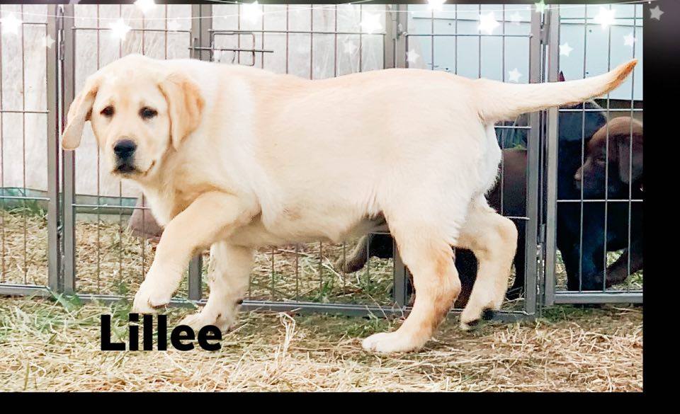 Lillee