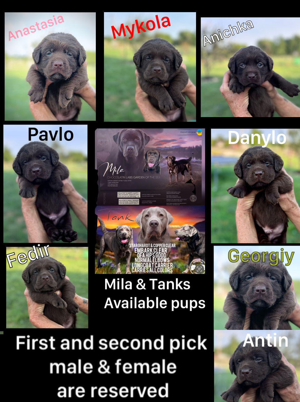 Current litter info
