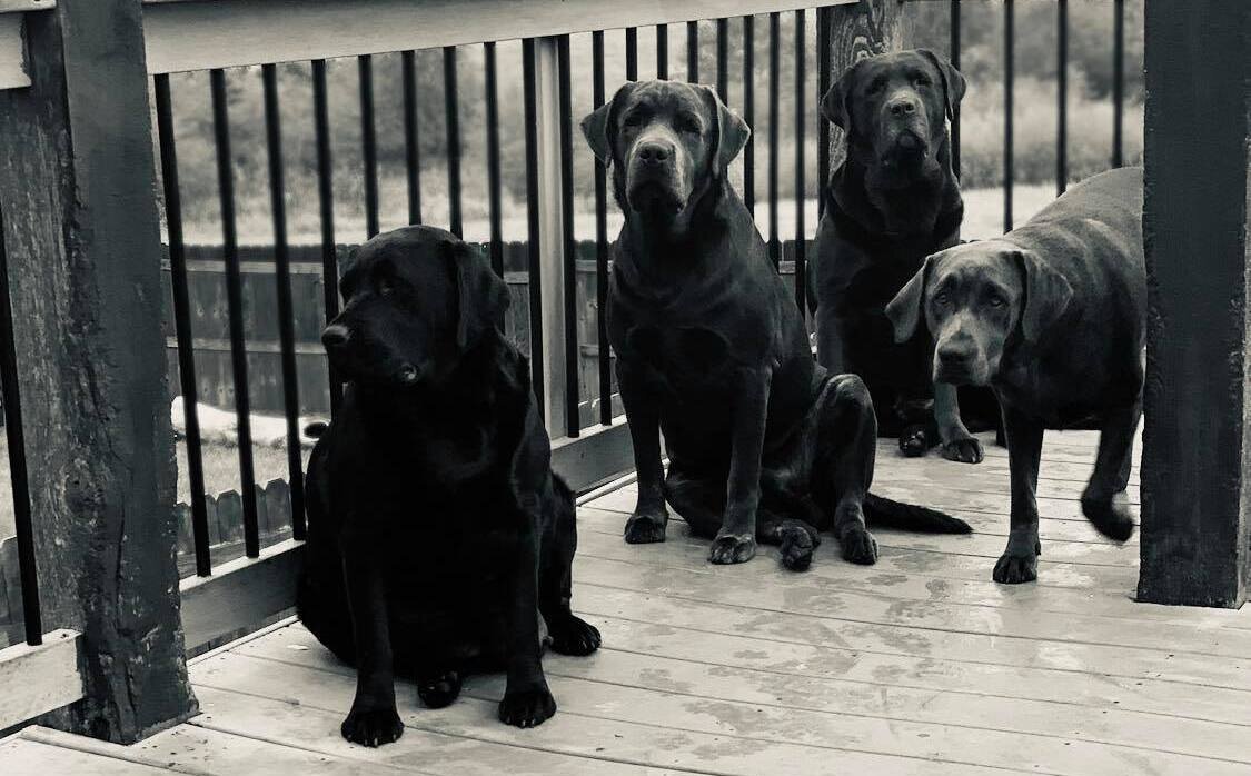 Our dogs